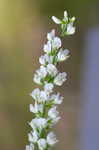 White sweetclover